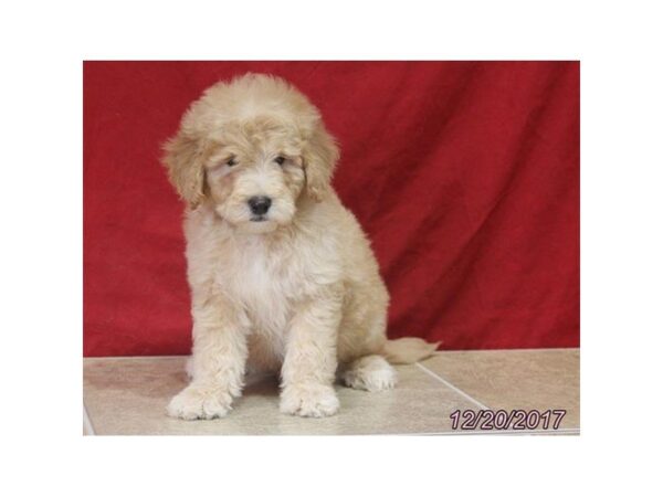 Goldendoodle Mini 2nd Gen DOG Male Golden 4819 Petland Montgomery, Alabama