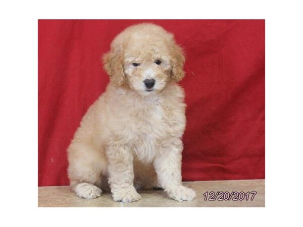 Goldendoodle Mini 2nd Gen-DOG-Male-Golden-4820-Petland Montgomery, Alabama