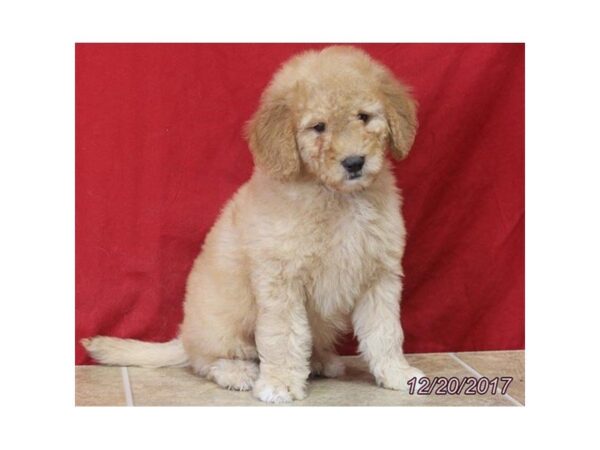 Goldendoodle Mini 2nd Gen-DOG-Male-Golden-4821-Petland Montgomery, Alabama