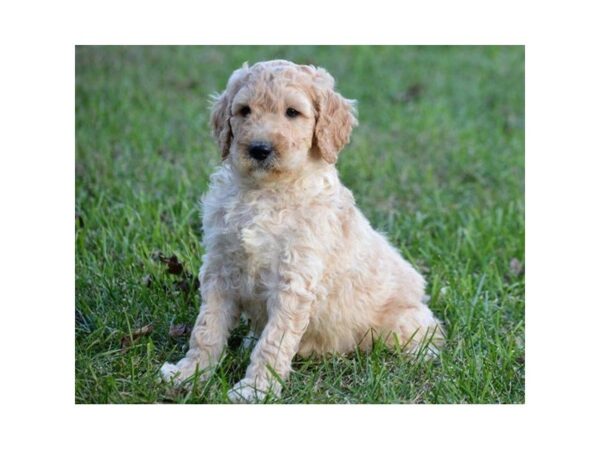 Goldendoodle 2nd Gen DOG Female Cream 4826 Petland Montgomery, Alabama