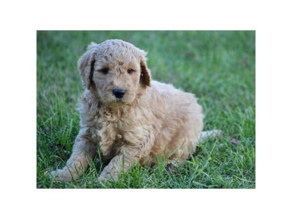 Goldendoodle 2nd Gen DOG Male Apricot 4827 Petland Montgomery, Alabama