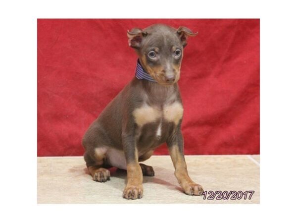 Miniature Pinscher DOG Male Red / Tan 4828 Petland Montgomery, Alabama