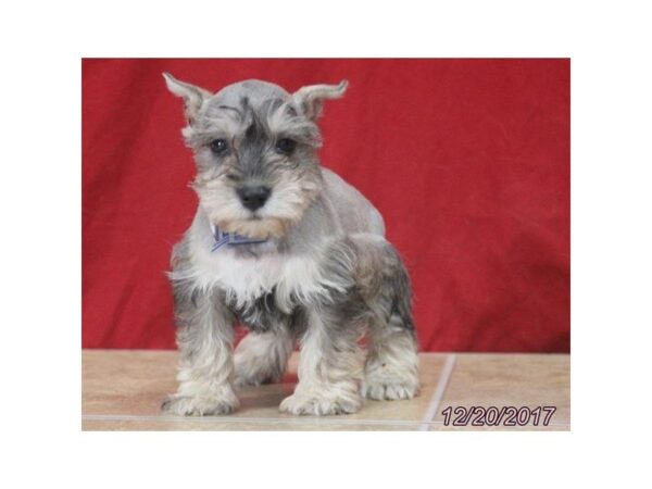 Miniature Schnauzer DOG Male Salt / Pepper 4829 Petland Montgomery, Alabama