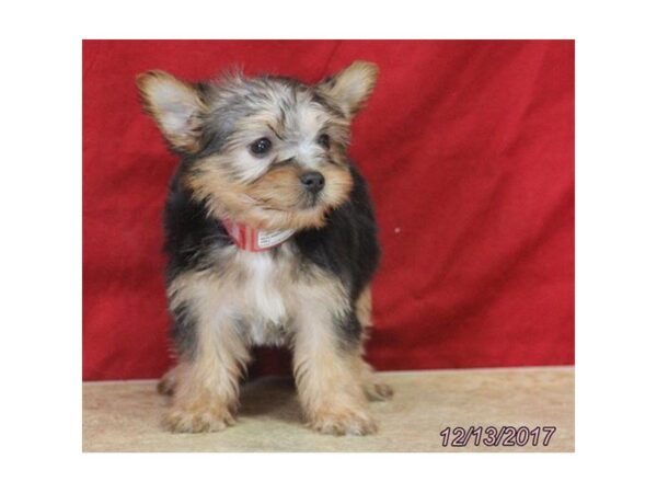 Silky Terrier DOG Female Black / Tan 4830 Petland Montgomery, Alabama