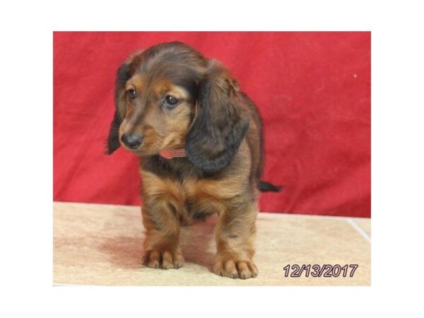 Dachshund DOG Female Wild Boar 4832 Petland Montgomery, Alabama