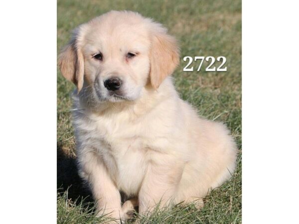 Golden Retriever DOG Male Light Golden 4834 Petland Montgomery, Alabama