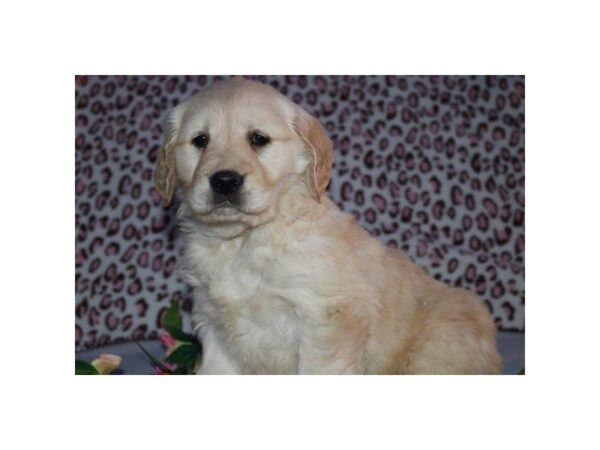 Golden Retriever DOG Female lt gldn 4816 Petland Montgomery, Alabama