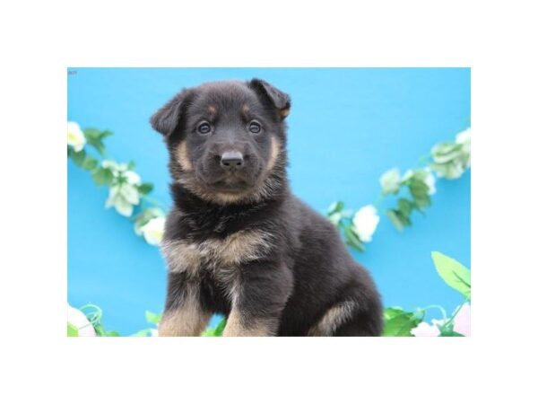 German Shepherd-DOG-Female-blk-tn-4815-Petland Montgomery, Alabama