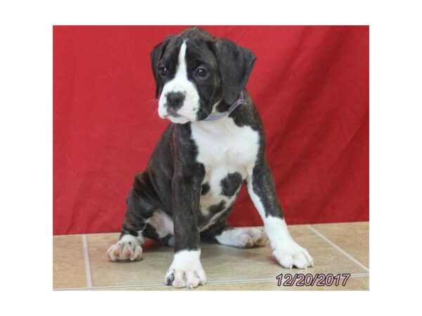 Boxer DOG Female Brindle / White 4835 Petland Montgomery, Alabama