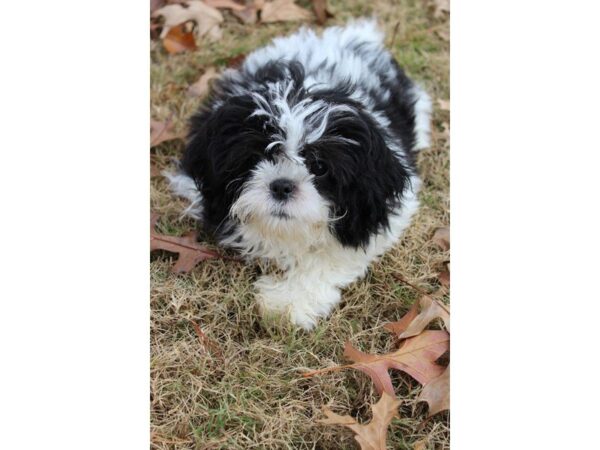 Shih Tzu-DOG-Male-Black / White-4787-Petland Montgomery, Alabama