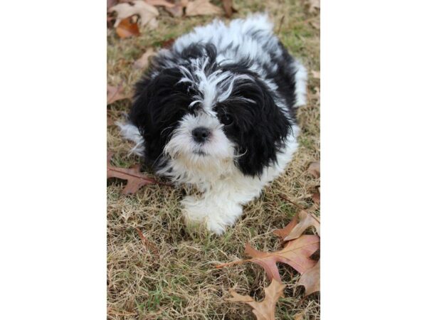 Shih Tzu DOG Male Black / White 4787 Petland Montgomery, Alabama