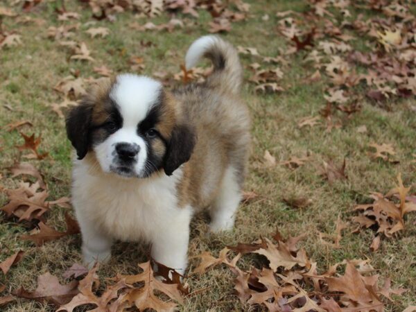 Saint Bernard DOG Female Brown and White 4804 Petland Montgomery, Alabama