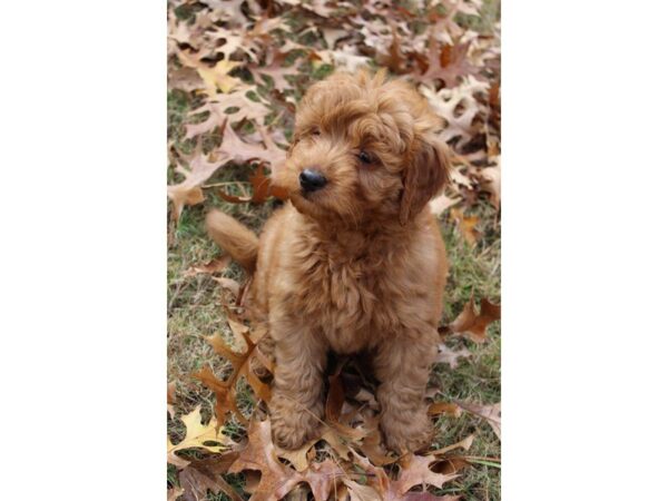 Mini Goldendoodle DOG Female Red 4808 Petland Montgomery, Alabama