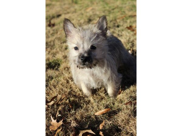 Cairn Terrier DOG Male Wheaton 4811 Petland Montgomery, Alabama