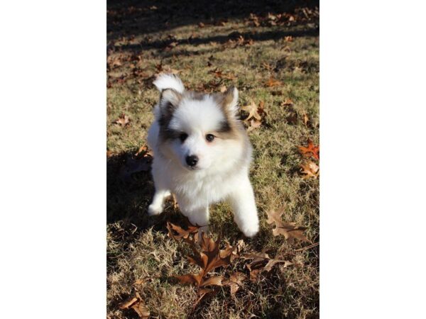 Pomsky DOG Male White and Brown 4805 Petland Montgomery, Alabama