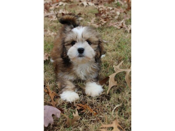 Lhasa Apso DOG Female Sable 4823 Petland Montgomery, Alabama