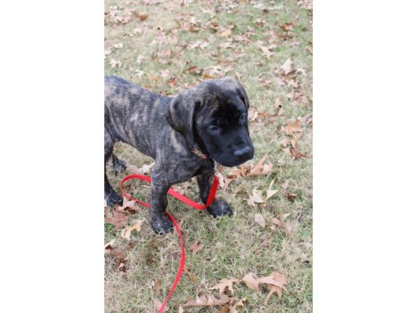 English Mastiff DOG Female Brindle 4809 Petland Montgomery, Alabama