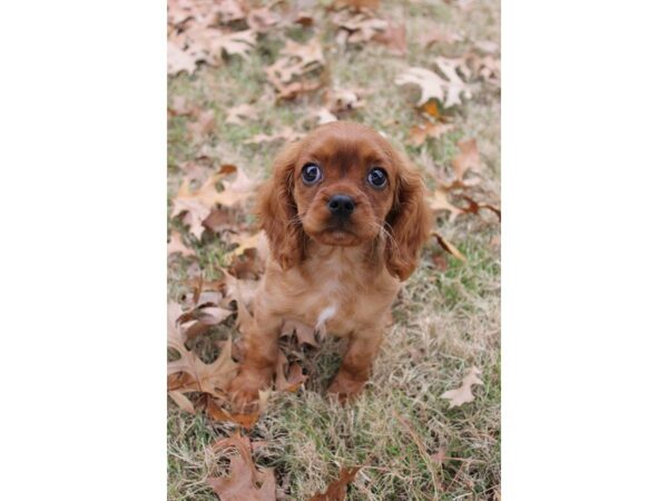 Cavalier King Charles Spaniel-DOG-Male-Ruby-4810-Petland Montgomery, Alabama