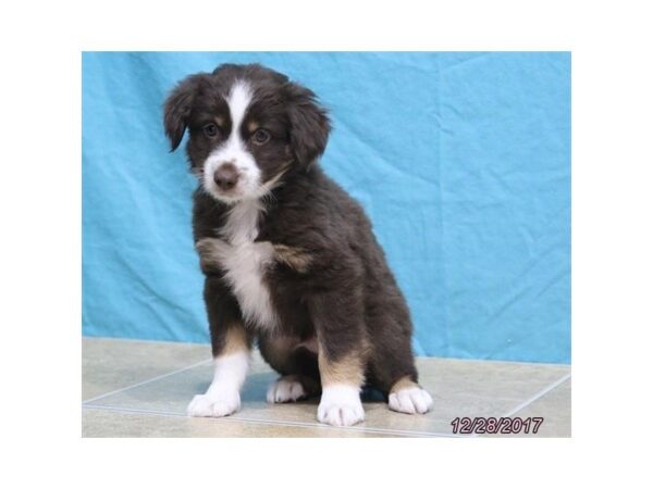 Miniature Australian Shepherd-DOG-Male-Red-4838-Petland Montgomery, Alabama