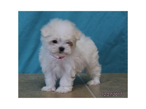 Maltese DOG Female White 4839 Petland Montgomery, Alabama