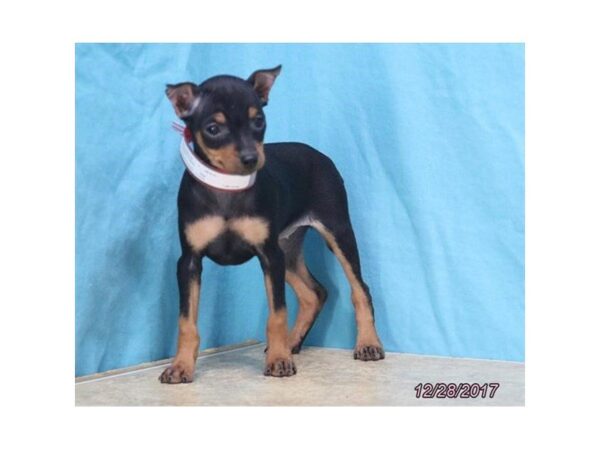 Miniature Pinscher-DOG-Female-Black / Rust-4840-Petland Montgomery, Alabama