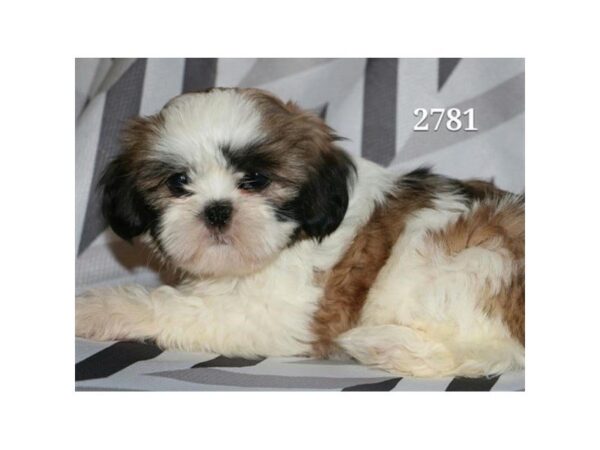 Shih Tzu DOG Female Red / White 4842 Petland Montgomery, Alabama