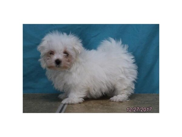 Maltese DOG Male White 4843 Petland Montgomery, Alabama