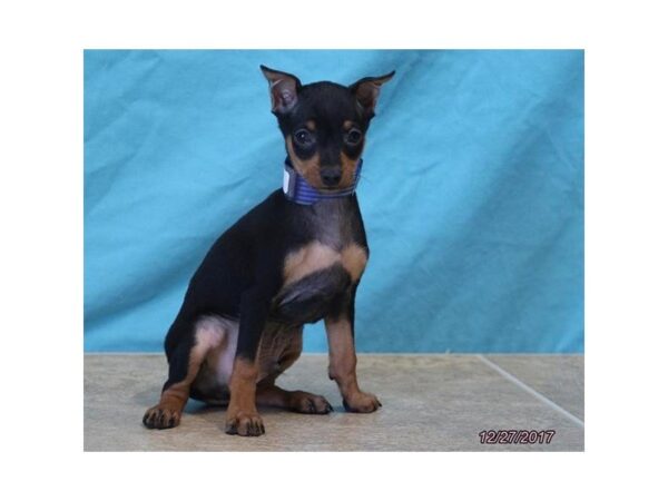 Miniature Pinscher DOG Male Black / Tan 4844 Petland Montgomery, Alabama