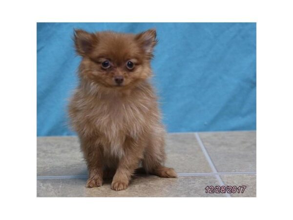 Pomeranian DOG Female Red 4845 Petland Montgomery, Alabama