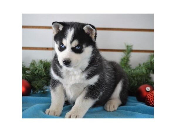 Siberian Husky DOG Female Black / White 4846 Petland Montgomery, Alabama