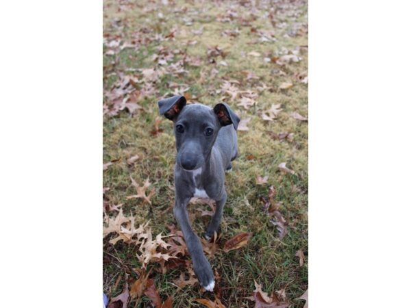 Italian Greyhound DOG Male Blue 4806 Petland Montgomery, Alabama