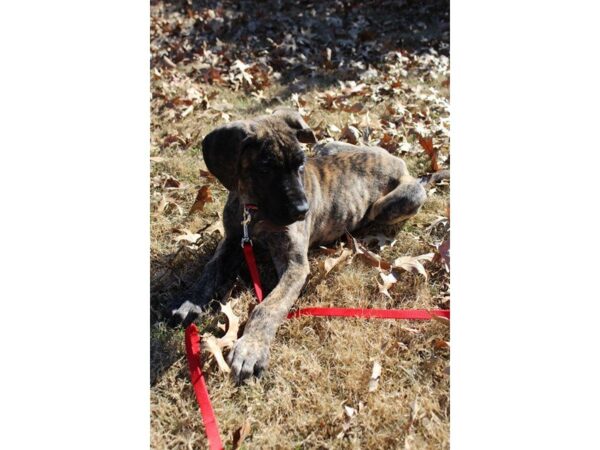 Great Dane DOG Male Brindle 4825 Petland Montgomery, Alabama