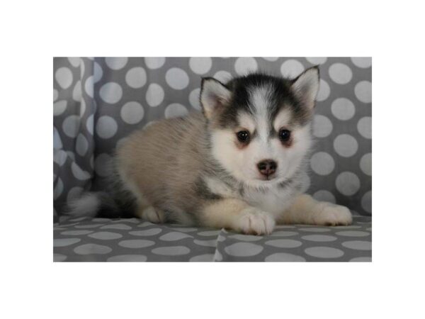 Pomsky DOG Female Sable / White 4848 Petland Montgomery, Alabama