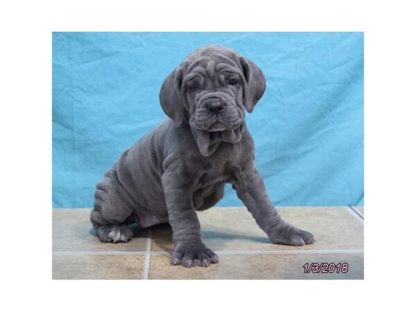 Neapolitan Mastiff DOG Female Blue 4849 Petland Montgomery, Alabama