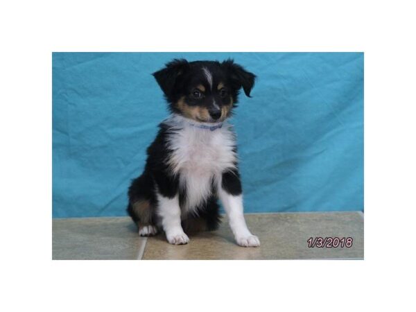 Miniature Australian Shepherd DOG Male Black 4852 Petland Montgomery, Alabama