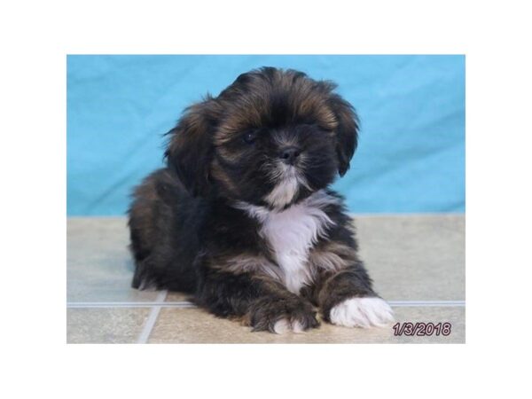 Lhasa Apso DOG Female Red Sable 4853 Petland Montgomery, Alabama