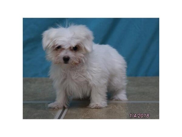 Maltese DOG Female White 4854 Petland Montgomery, Alabama