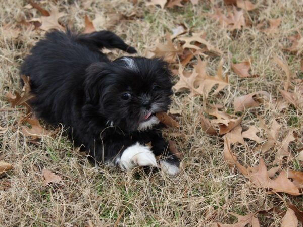 Shih Tzu DOG Female Black 4856 Petland Montgomery, Alabama