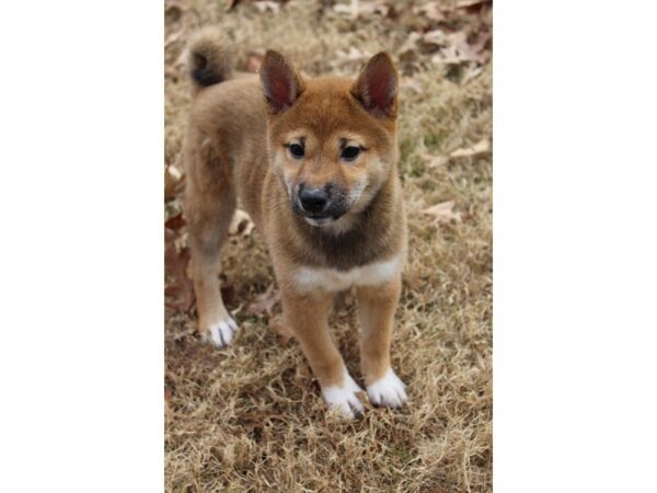 Shiba Inu DOG Female Red Sesame 4822 Petland Montgomery, Alabama