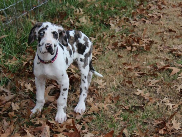 Great Dane-DOG-Male-Brindlequin-4851-Petland Montgomery, Alabama