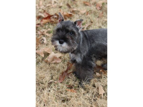 Miniature Schnauzer DOG Female Salt / Pepper 4855 Petland Montgomery, Alabama