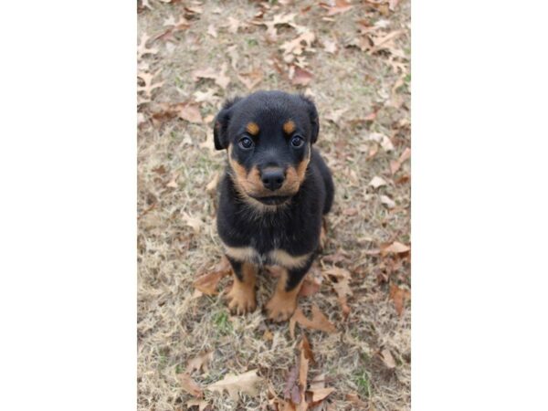 Rottweiler DOG Female Black / Tan 4850 Petland Montgomery, Alabama