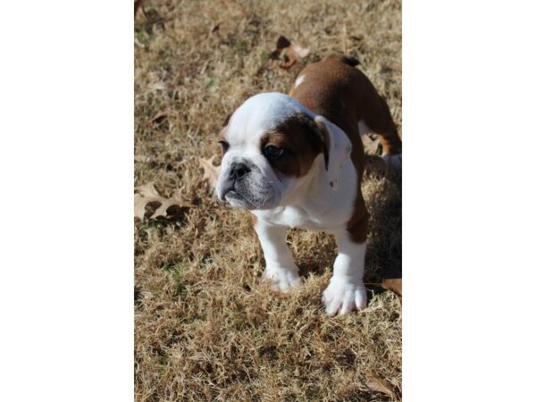 English Bulldog-DOG-Male-Red / White-4857-Petland Montgomery, Alabama