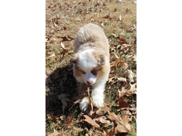 Miniature American Shepherd DOG Male Red Merle 4859 Petland Montgomery, Alabama