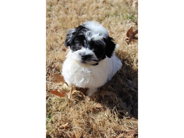 Havanese DOG Male White / Black 4860 Petland Montgomery, Alabama