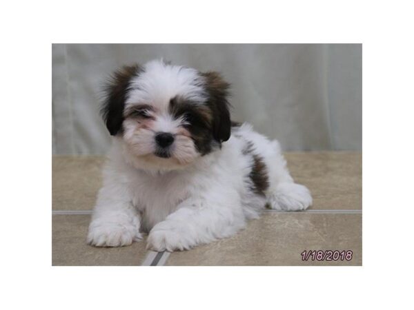 Lhasa Apso DOG Male Grizzle / White 4861 Petland Montgomery, Alabama