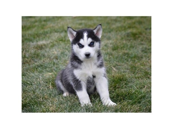 Siberian Husky DOG Male Black / White 4863 Petland Montgomery, Alabama