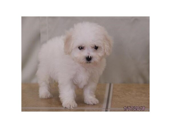 Bichon Frise DOG Female White 4864 Petland Montgomery, Alabama