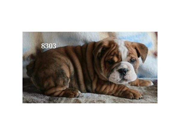 English Bulldog-DOG-Male-Brindle-4865-Petland Montgomery, Alabama