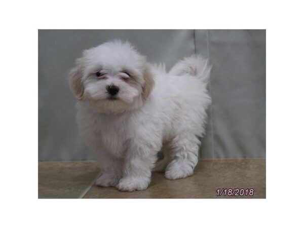 Coton De Tulear DOG Male White 4867 Petland Montgomery, Alabama